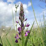 Orchis laxiflora