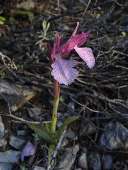 Orchis papilionacea