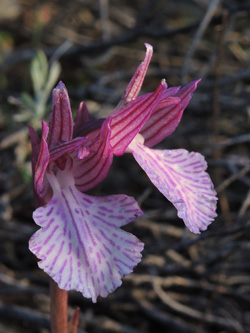 Orchis papilionacea