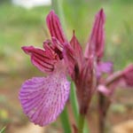 Orchis papilionacea