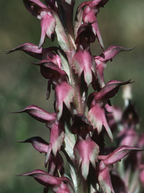 Orchis sancta