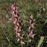Orchis sancta