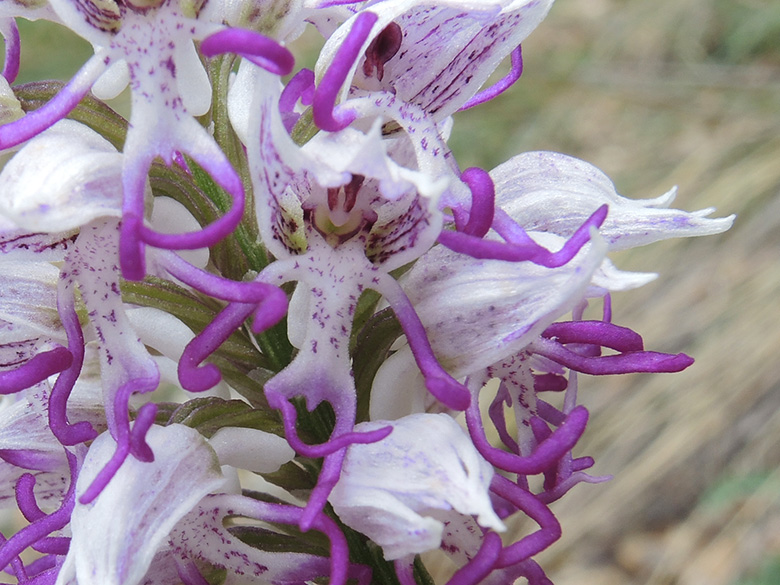 Affen-Orchis