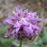 Orchis tridentata