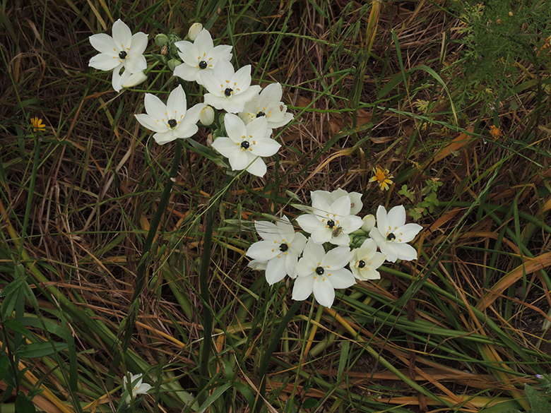 Arabischer Milchstern