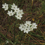 Arabischer Milchstern