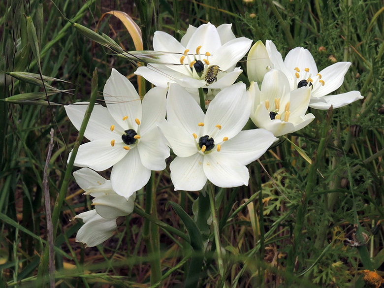 Arabischer Milchstern