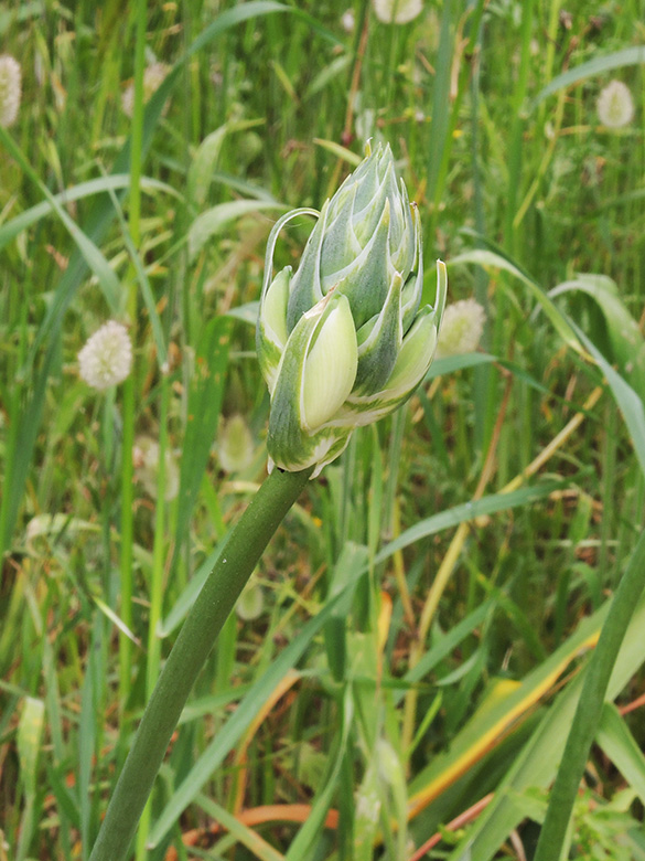 Arabischer Milchstern