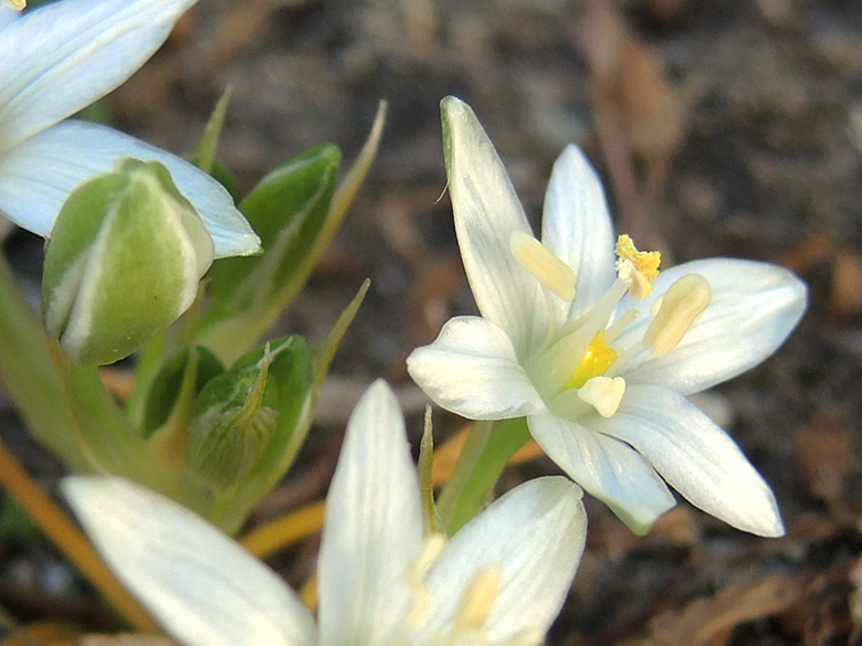 Prnithogalum collinum