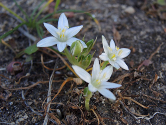 Ornithogalum collinum