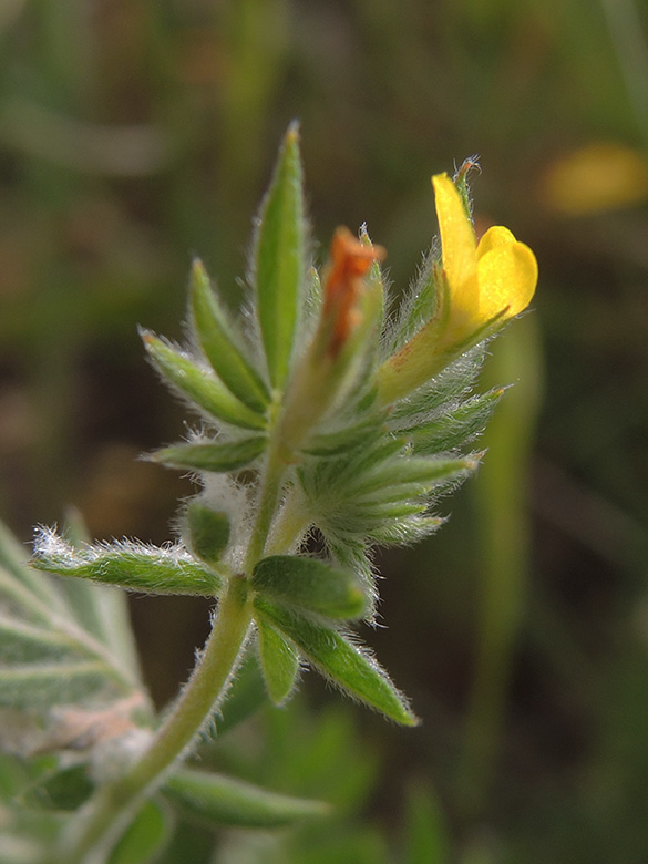 Ornithopus compressus