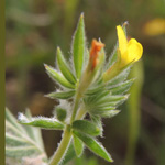 Ornithopus compressus