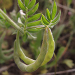 Ornithopus compressus