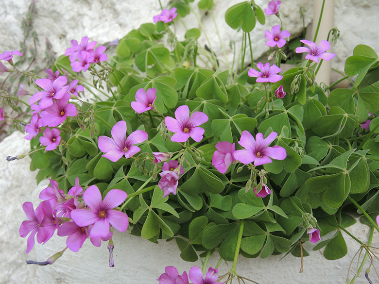 Oxalis debilis