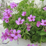 Oxalis debilis