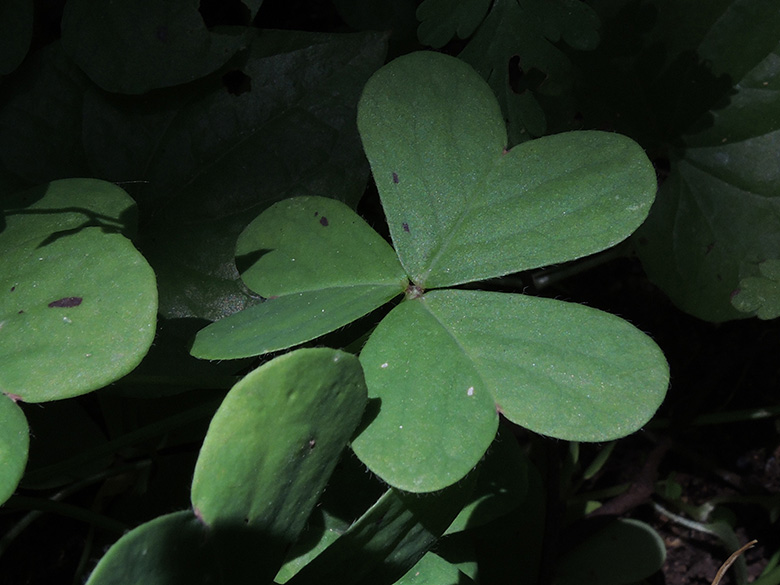 Oxalis pes-caprae