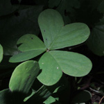 Oxalis pes-caprae