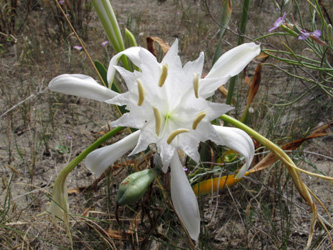 Pancratium maritimum