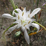 Pancratium maritimum