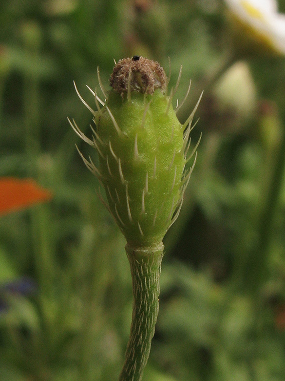 Papaver apulum