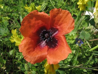 Papaver apulum