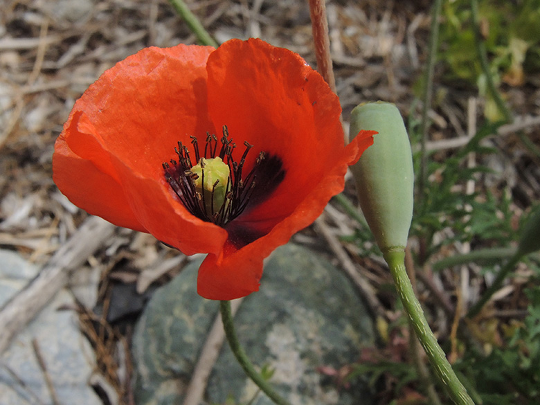 Papaver dubium