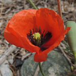 Papaver dubium