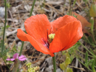 Papaver dubium