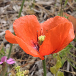 Papaver dubium