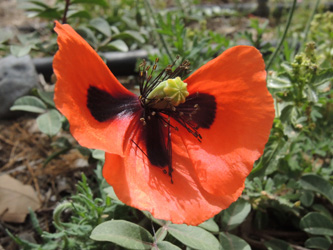Papaver dubium