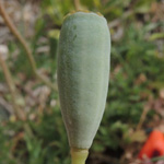 Papaver dubium