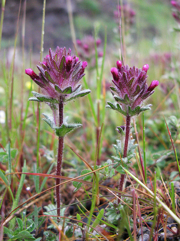 Parentucellia latifolia