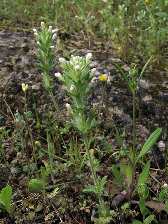 Parentucellia latifolia