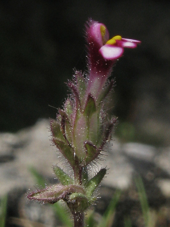 Parentucellia latifolia