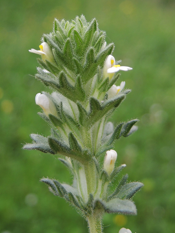 Parentucellia latifolia