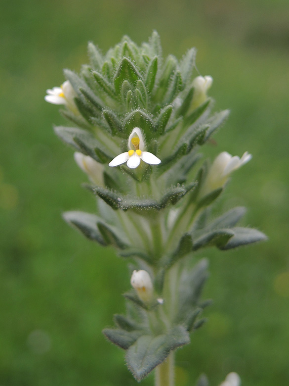 Parentucellia latifolia