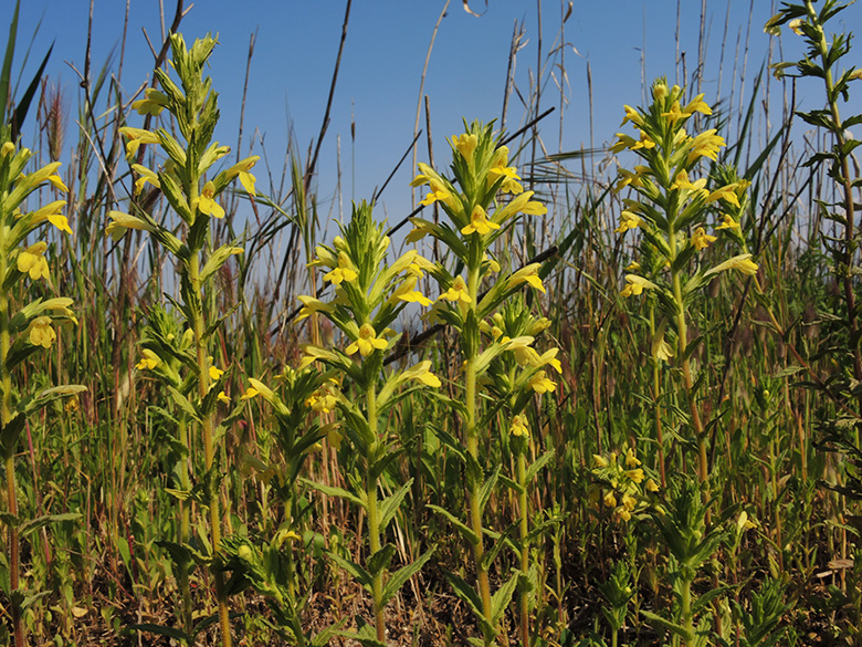 Parentucellia viscosa