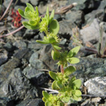 Paronychia echinulata