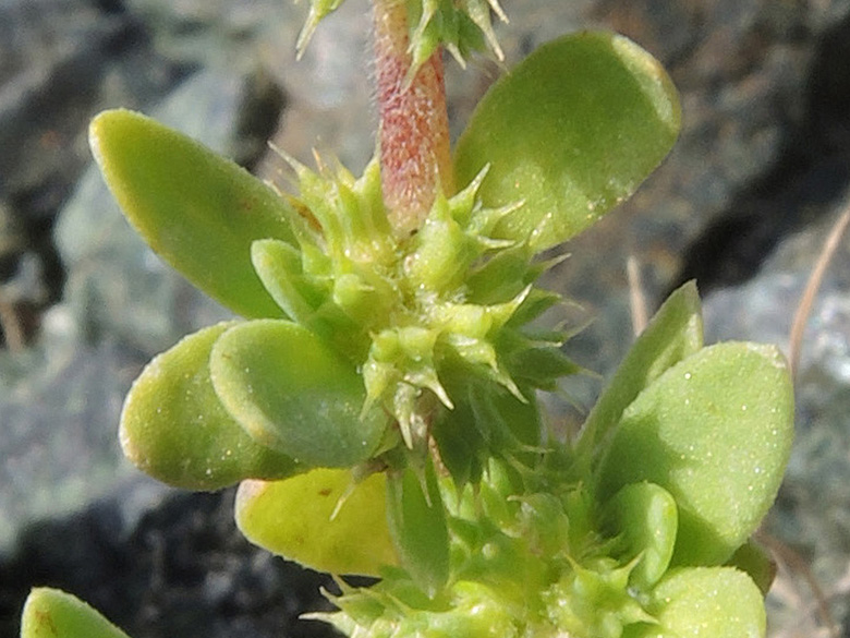 Paronychia echinulata