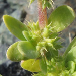 Paronychia echinulata