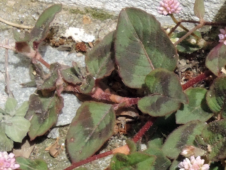 Persicaria capitata