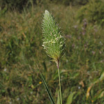 Phalaris minor