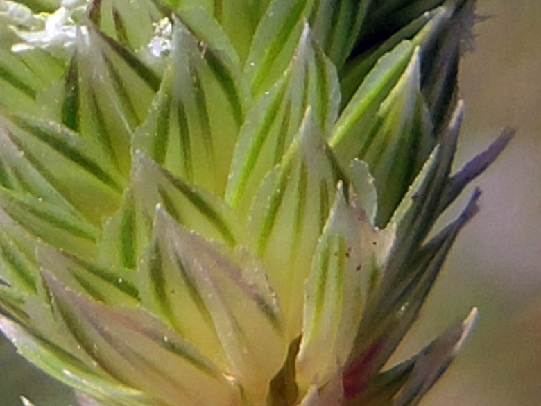 Phalaris minor