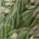 Phalaris minor