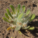 Plantago cretica