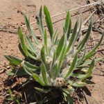 Plantago cretica