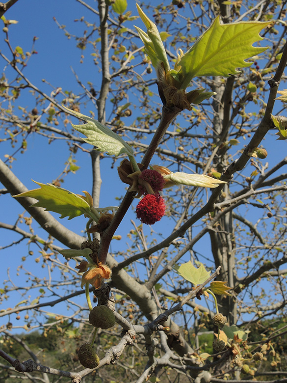 Platanus orientalis