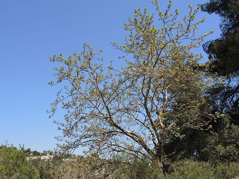 Platanus orientalis