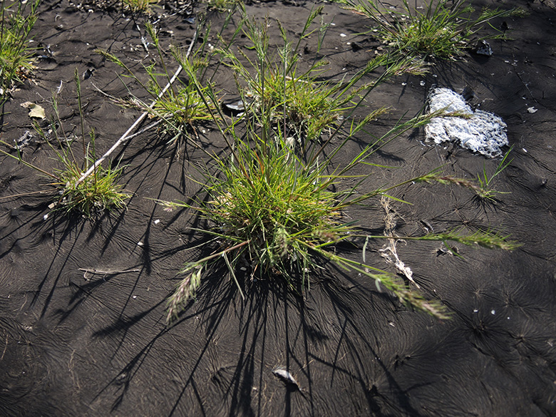Poa bulbosa