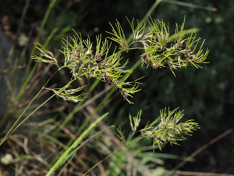 Poa bulbosa